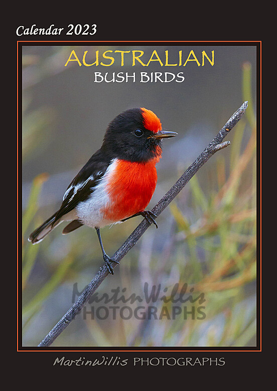 Buy Australian Birds & Parrots Calendars Online Martin Willis Photographs